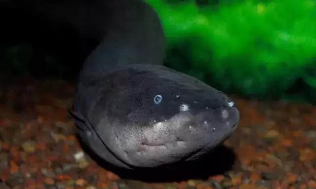 电鳗的电有多大,电鳗是如何发电的你知道吗