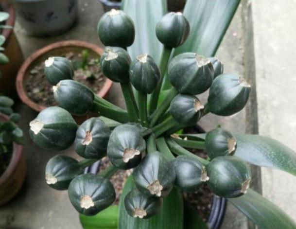 君子兰高端大气观叶观花盆栽,精品君子兰室内桌面观花小盆景