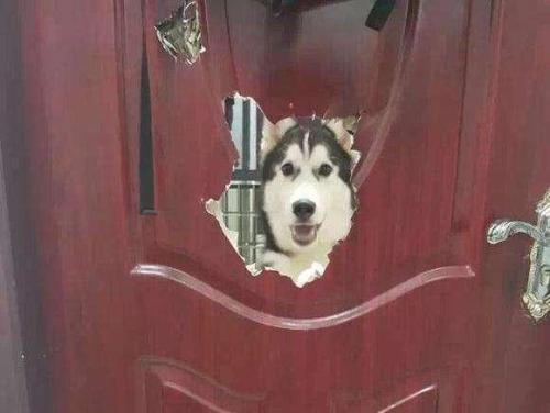 这几种狗狗千万别养,养这几种狗狗非富即贵