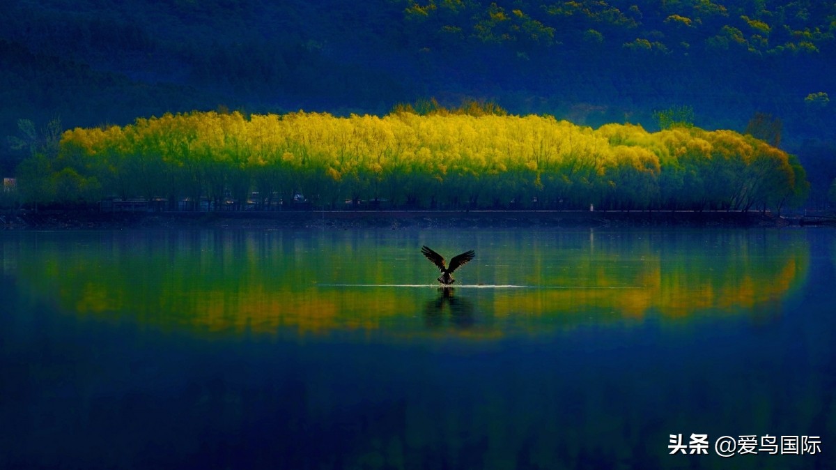 观鸟大年,观鸟大年免费