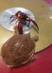 gif搞笑动图大全幽默瞬间,搞笑gif动图步骤