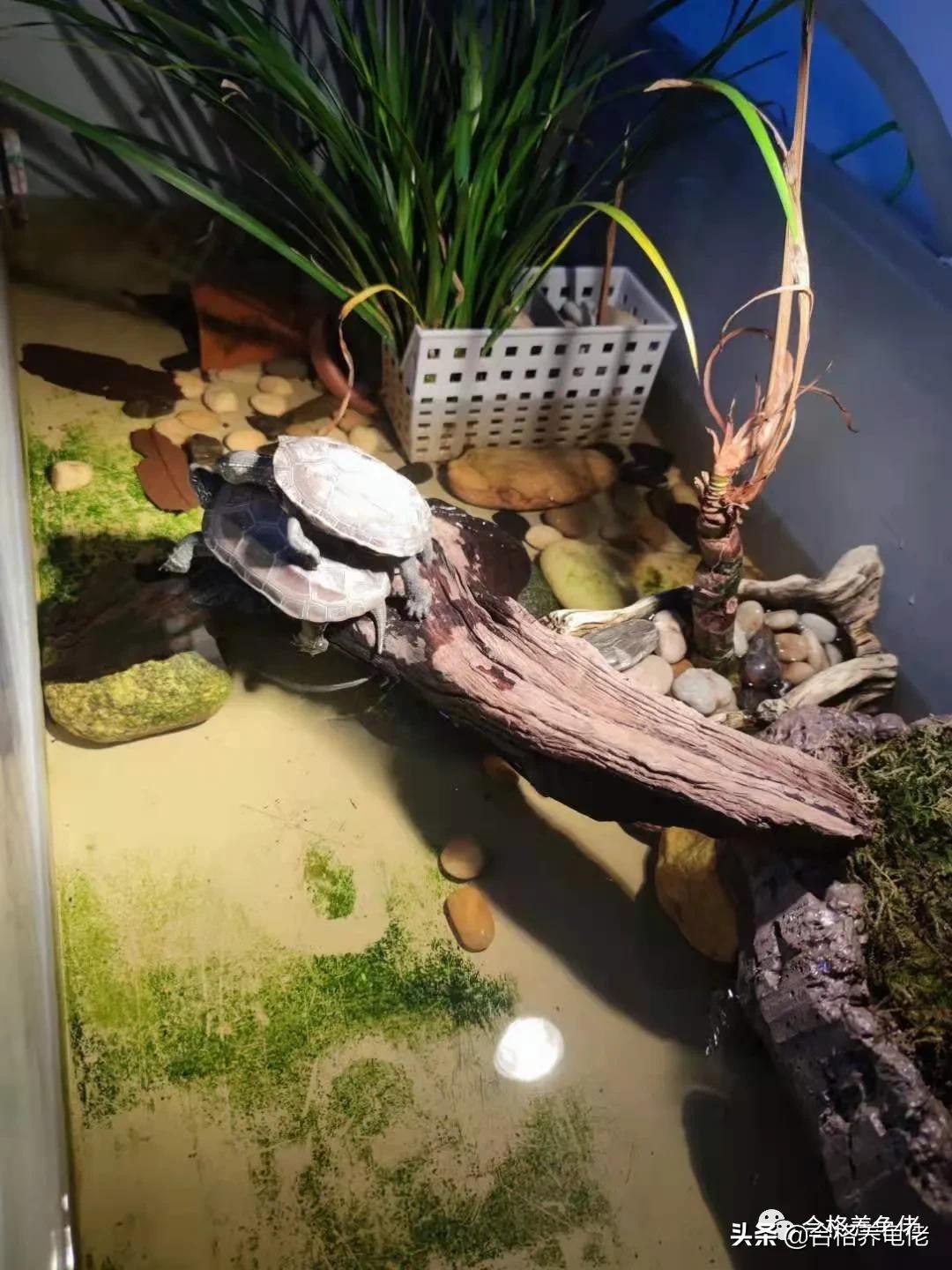 龟缸鱼腥味正常吗,龟缸有点腥气味正常吗