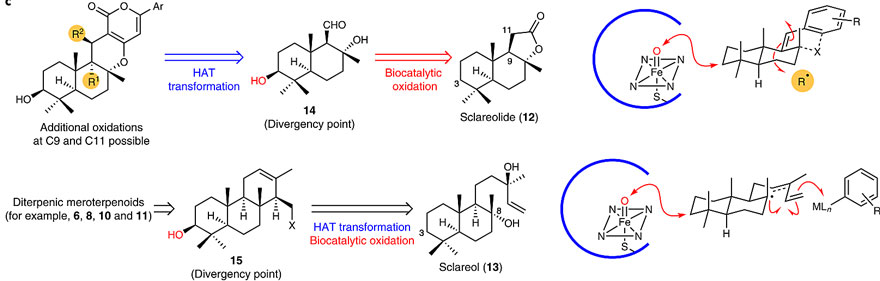 生物合成和定向催化合成,生物合成反应和分解反应解析