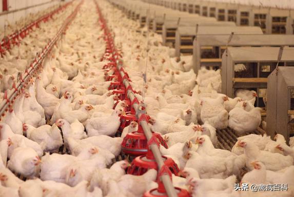 范老师水产养殖调水技术,范老师聊养鸡