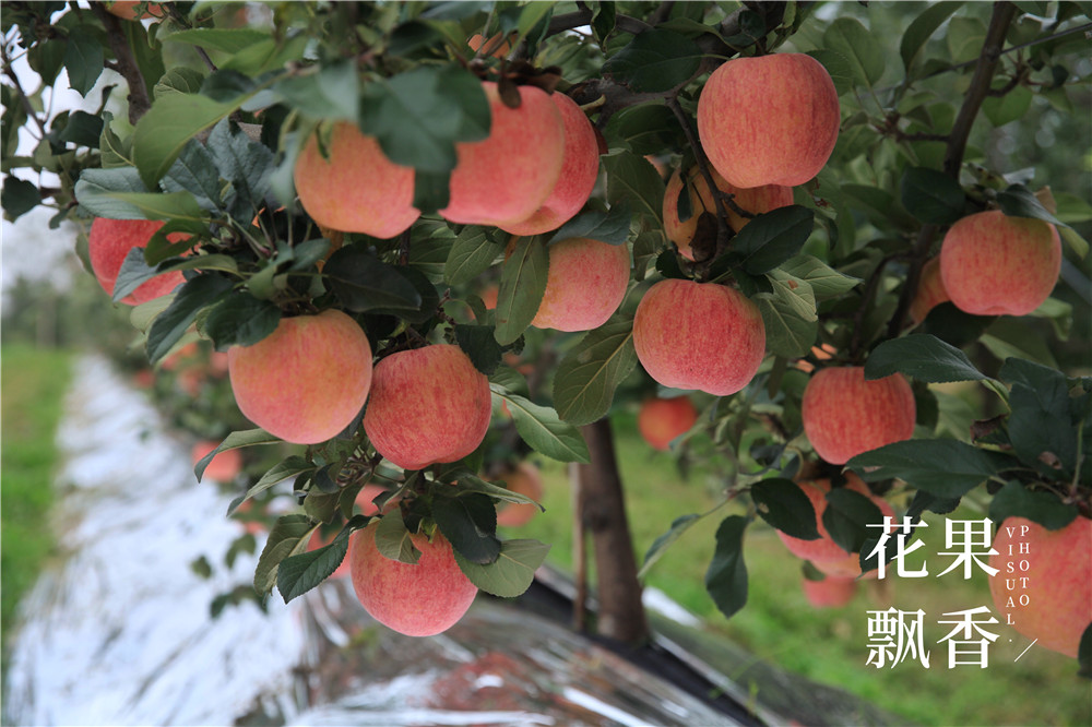 四大优势是哪些,四大优点是什么