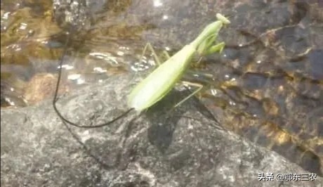 农村路上看到一条铁丝,在农村遇到这种电线不要碰