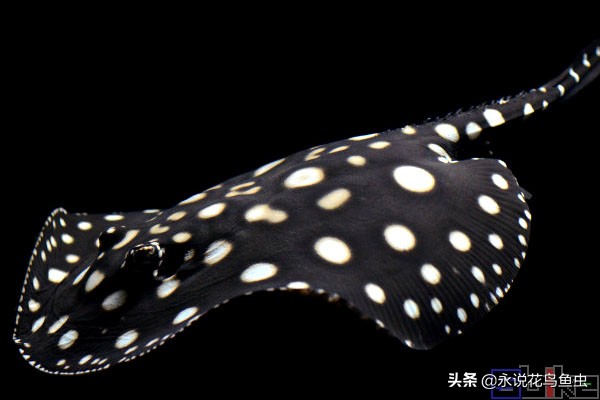 第一人称视角中鱼瞬间合集,魟鱼入缸开箱视频