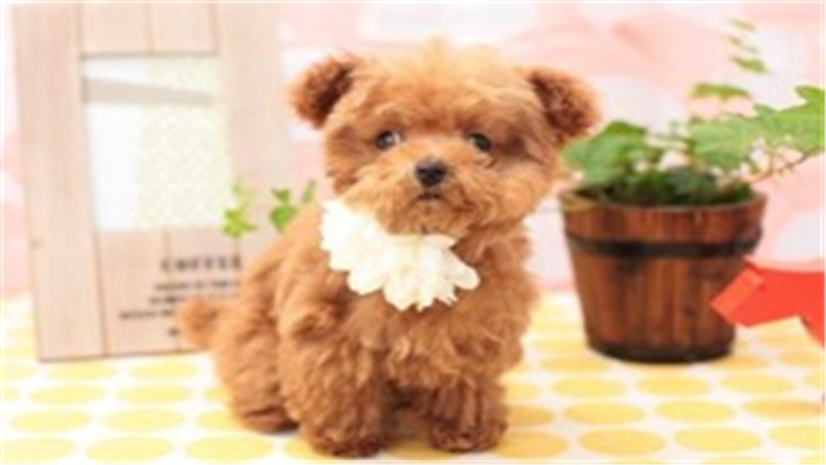 贵宾犬与巨贵犬智商的区别,贵宾犬的智商