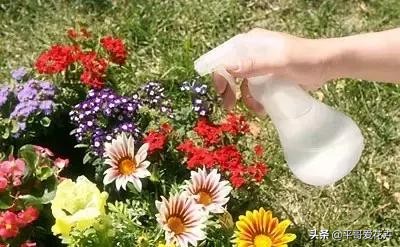 夏天养花怎么避免虫子,养花预防虫子病害视频教程