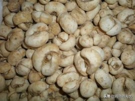 白话草药,中药白话