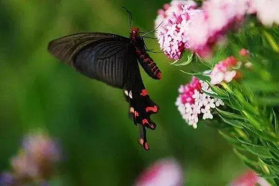 山西晋城析城山,极目胭粉遍草甸