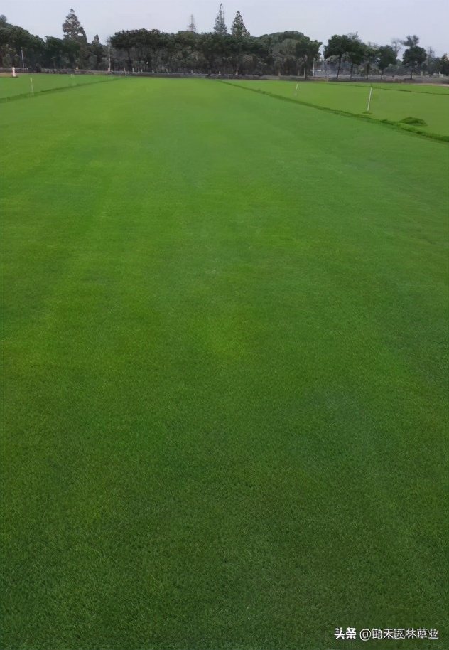 果岭草草坪介绍,果岭草的由来