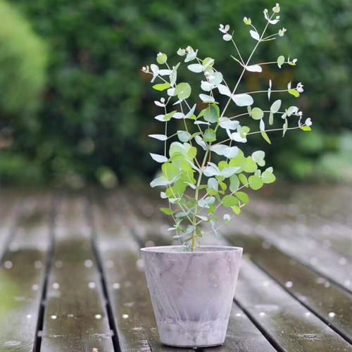 尤加利盆栽怎么养,尤加利叶的养护方法