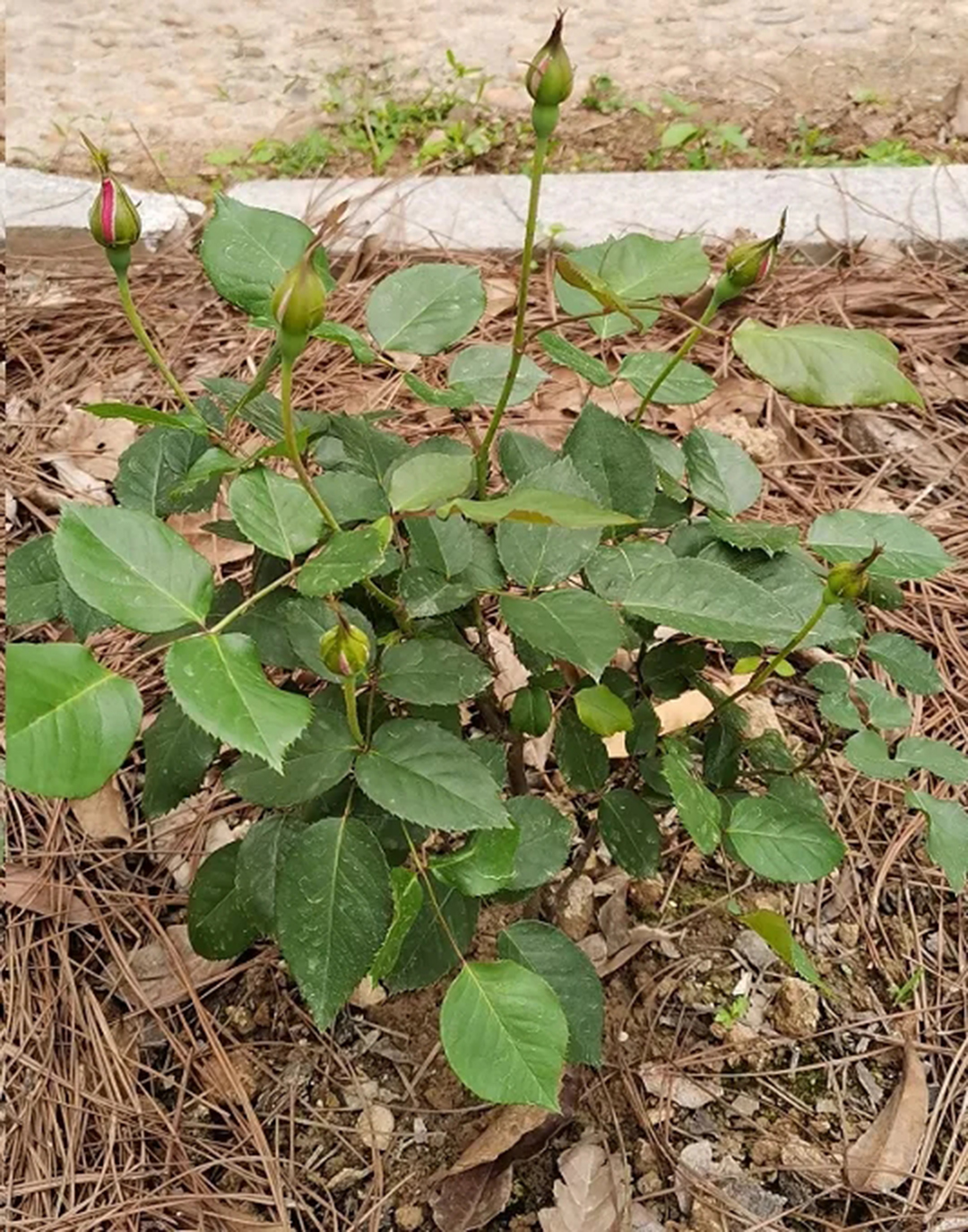 地栽月季雨季管理,一连很多天阴雨天月季怎么办