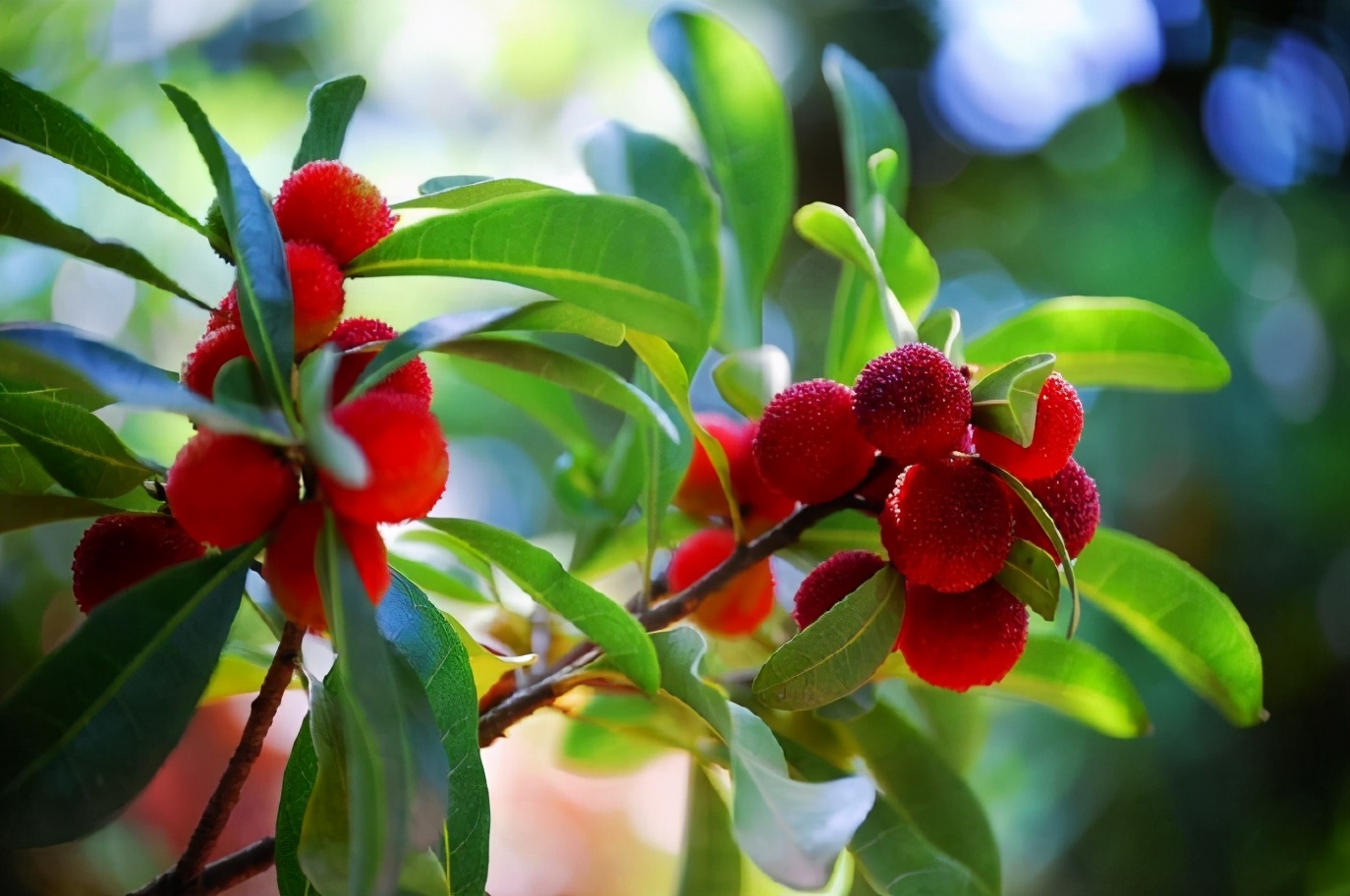 兰溪杨梅正式开摘！最强采摘攻略出炉，五十里杨梅长廊够吃吗？杨梅自由就是现在！