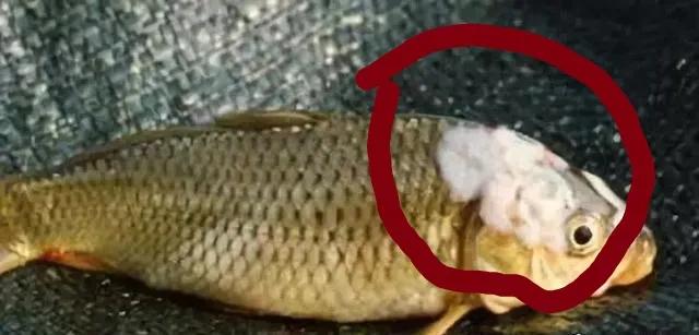 鱼塘水霉病是什么原因引起的,鱼塘爆发水霉