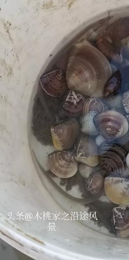 东平赶海沙滩,东平赶海最佳地方