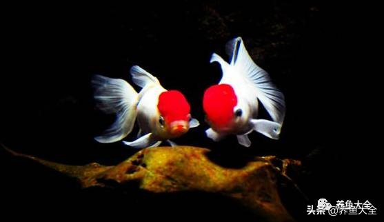 观赏鱼交叉感染是细菌还是真菌,观赏鱼细菌病怎么治疗