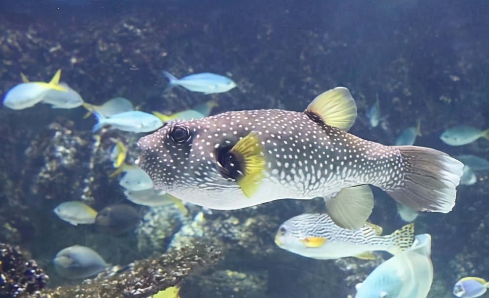 鱼为什么死了也不会闭上眼睛说说,鱼死了为什么眼睛不闭眼