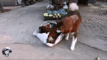 网友带哈士奇回农村老家,网友带萨摩耶到农村