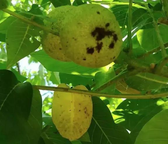 核桃黑斑病的防治方法,核桃黑斑病防治技术