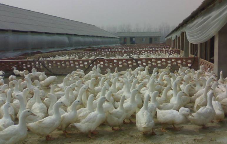 鸭养殖有什么疾病预防,鸭病防治知识及方法