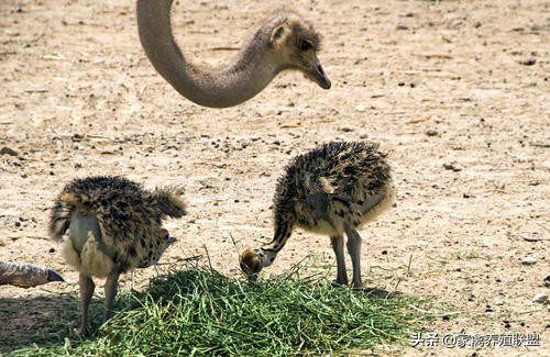 鸵鸟适应什么气候养殖,鸵鸟吃什么饲料添加剂