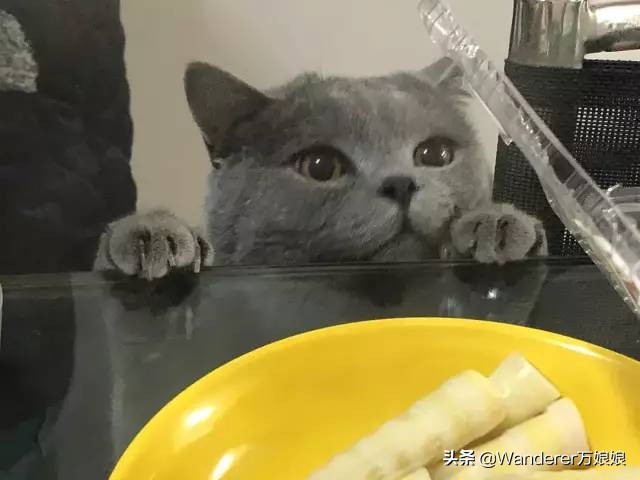 多亏这些宝藏网友,让我笑到免疫力增强