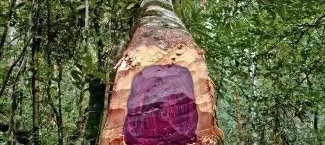 大叶紫檀是犀角紫檀吗,大叶紫檀是红木的一种吗