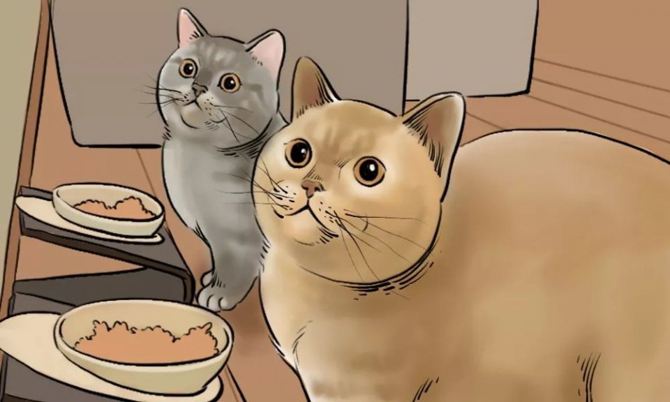 城市里养猫的人非富即贵,有多少人养猫家里有钱了