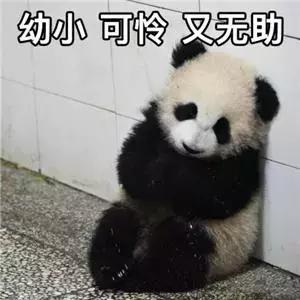 vlog拍摄神器大疆口袋相机实测,大疆灵眸2拍vlog