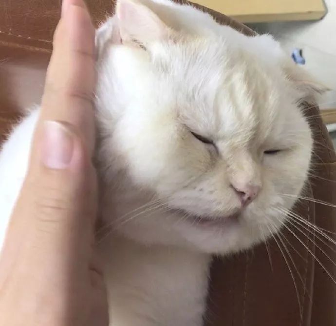 铲屎官请自重图,铲屎官请自重