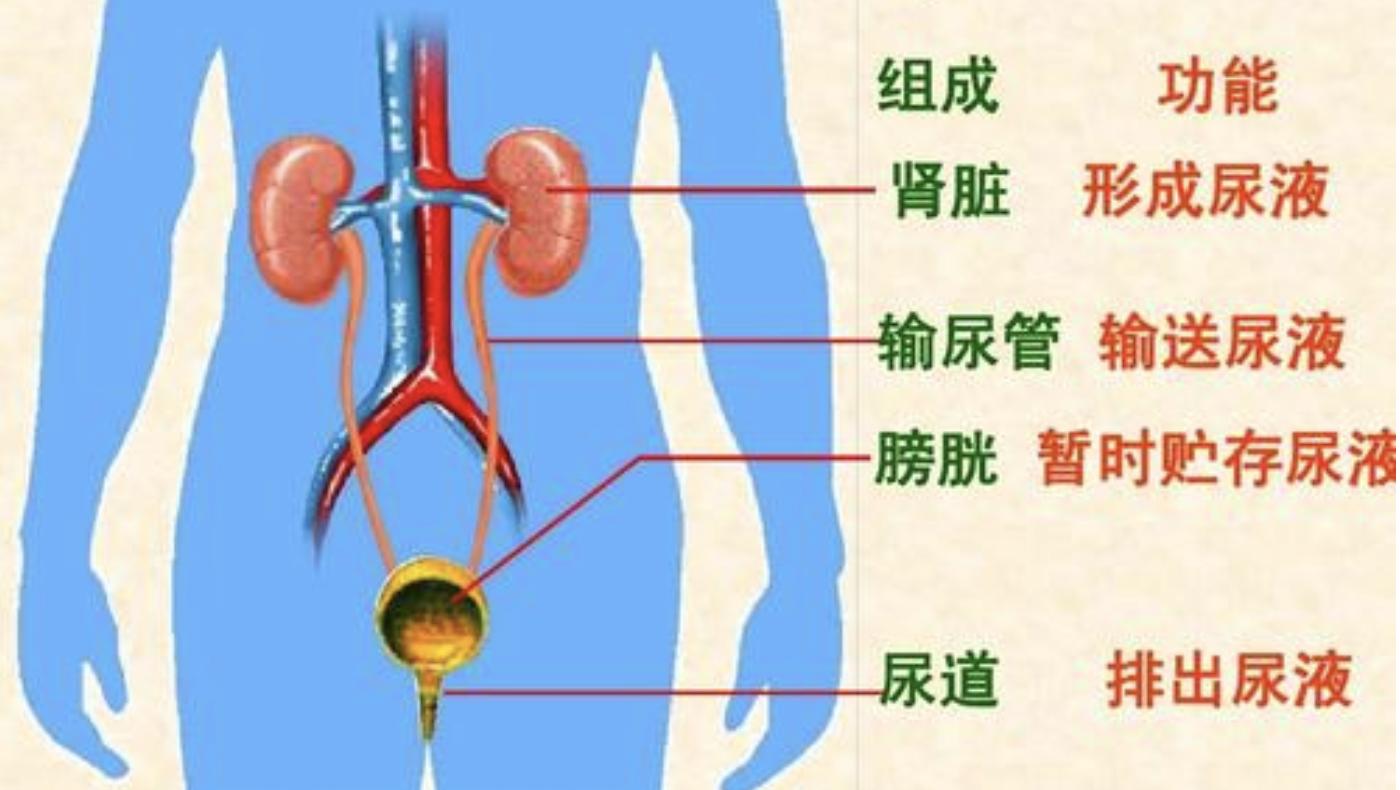 宝宝发烧未必是感冒，更要警惕尿路感染