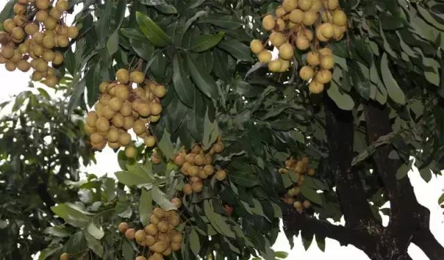 海南珍贵树木有哪些图片,海南花草树木名称大全