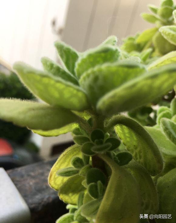 带香味碰碰香好养吗,碰碰香怎么养才能更旺盛