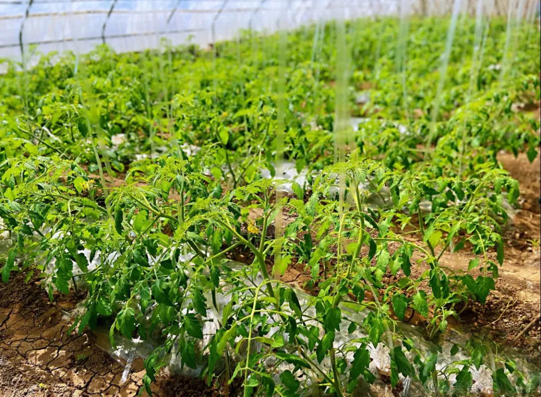 一个不出郑州的踏青好去处,天津春游公园推荐