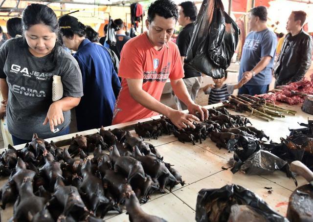 上海多名居民家中发现蝙蝠,家里进的蝙蝠会咬人吗