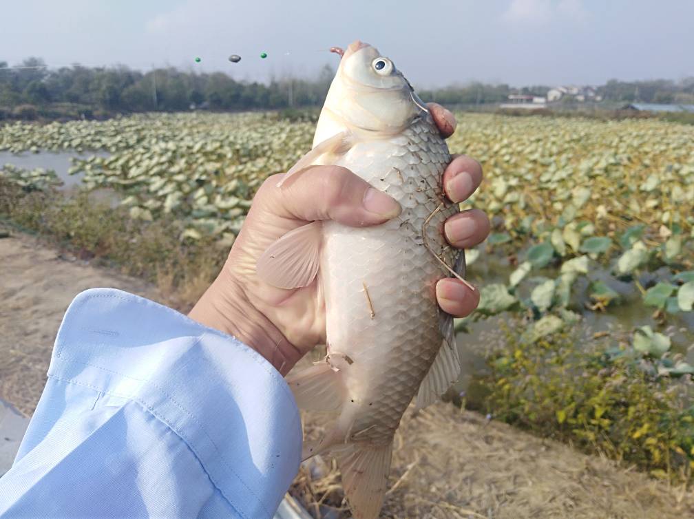 野钓挂蚯蚓没有鱼口怎么办,蚯蚓钓鱼鱼怎么不上钩