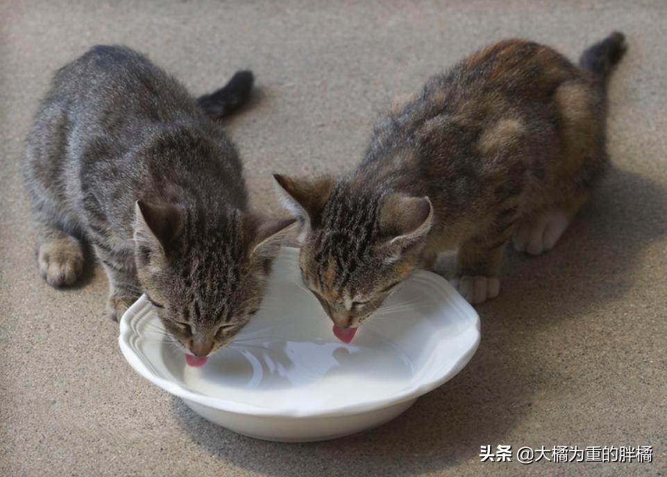 猫咪冬天要吃热的食物吗,如何解决猫咪冬季喝水问题