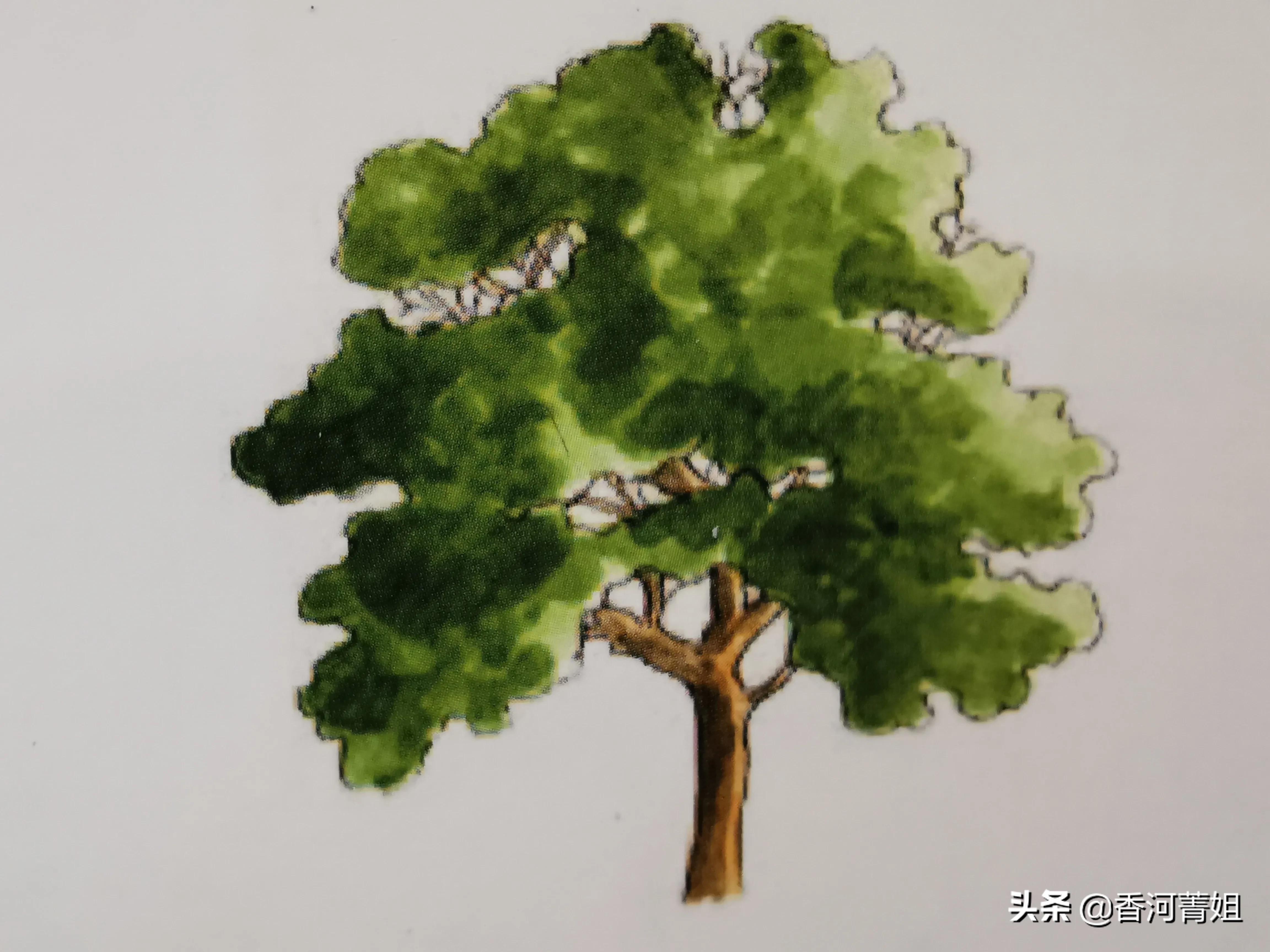 苹果木韧性,苹果木