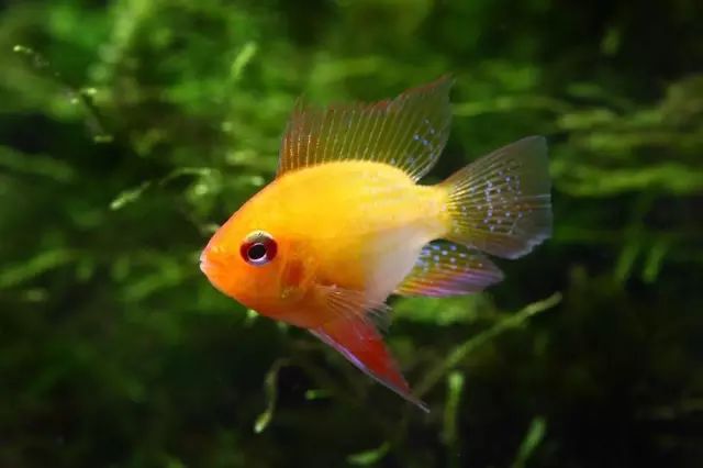 让你欲罢不能又爱又恨,这些观赏鱼简直太萌了