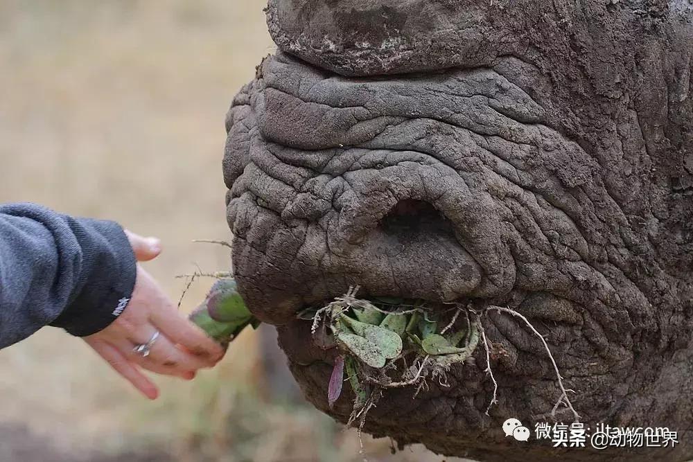 食草动物中的“斗士”-黑犀