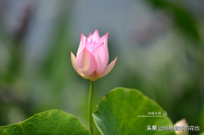 我的碗莲种子,碗莲的种植方法新手必看