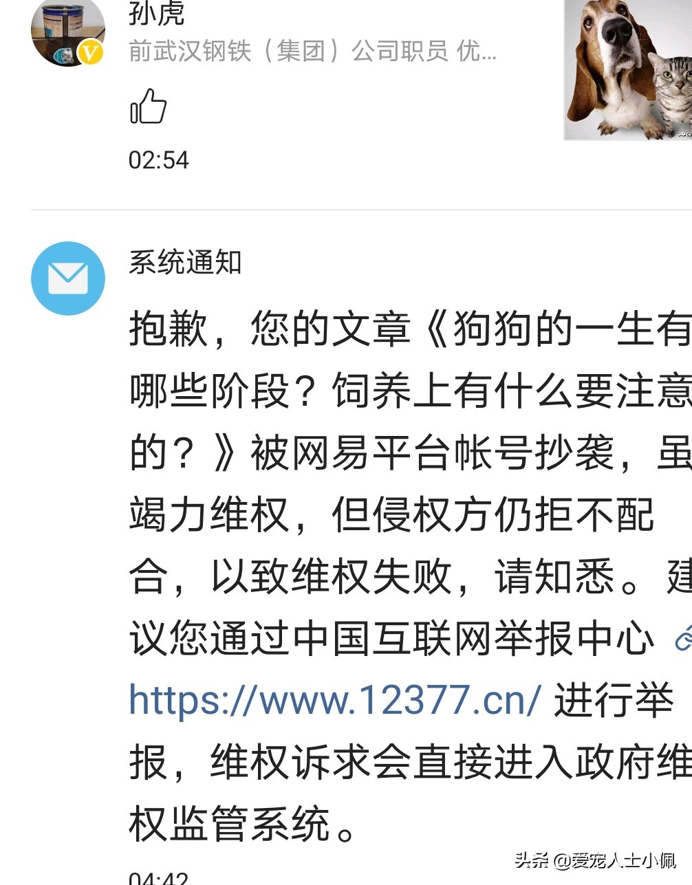 刚满月的幼犬能喝水吗,幼犬满月不拉不尿会死吗
