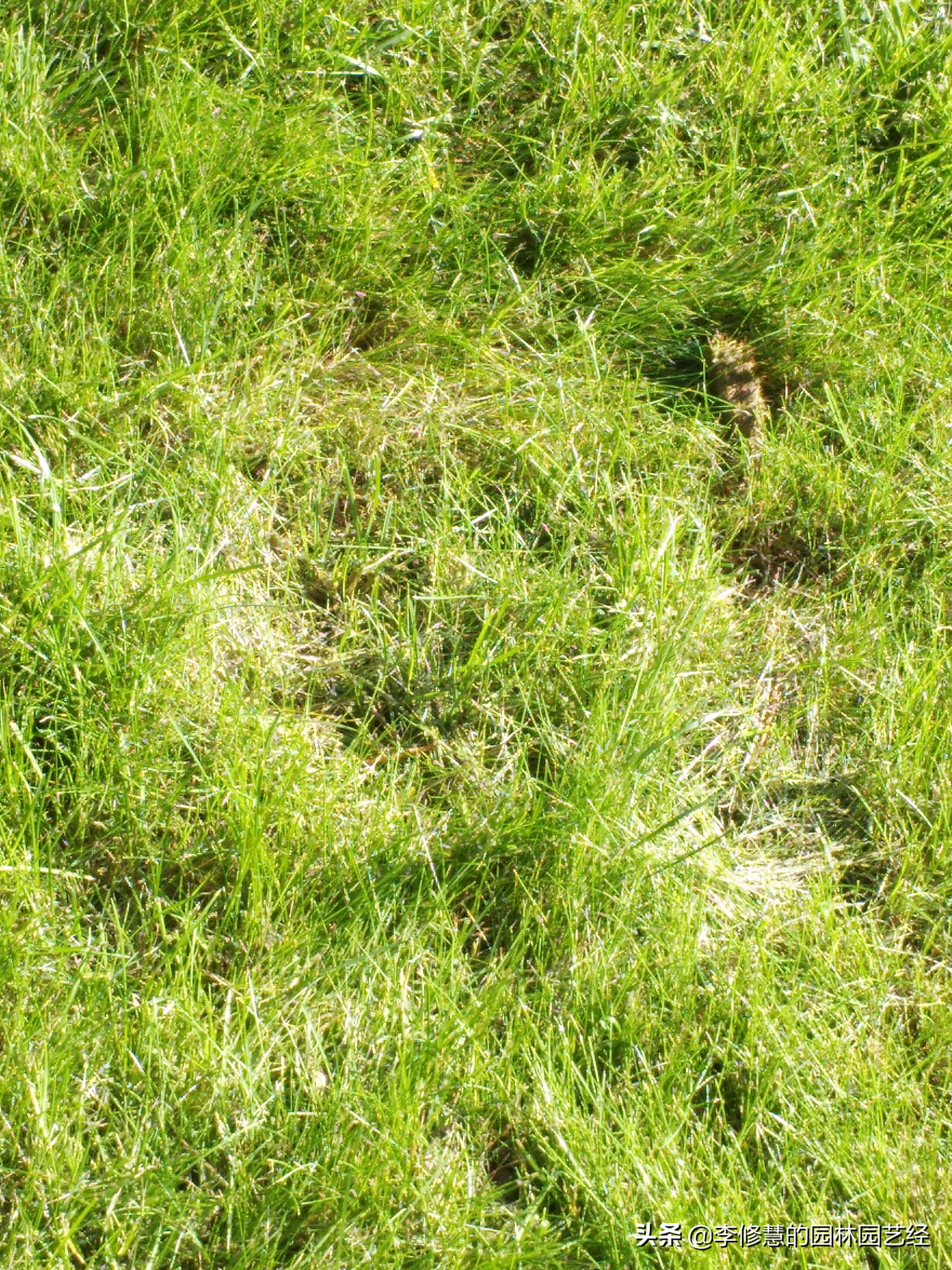 草坪的养护方案和管理,草坪的养护的教程