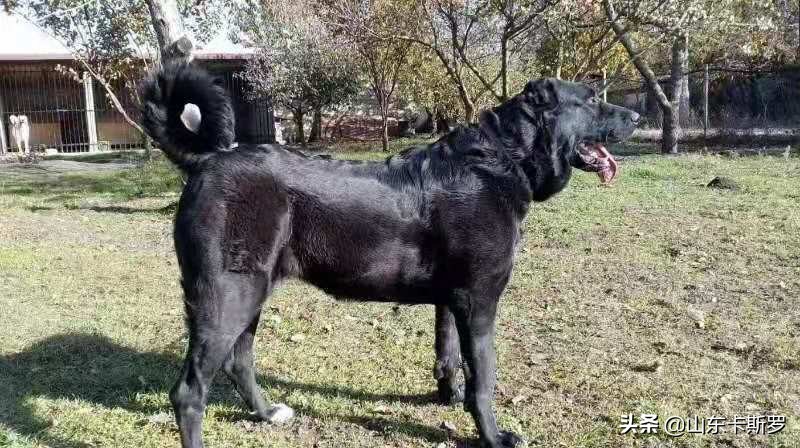 最具争议的犬种——高狼