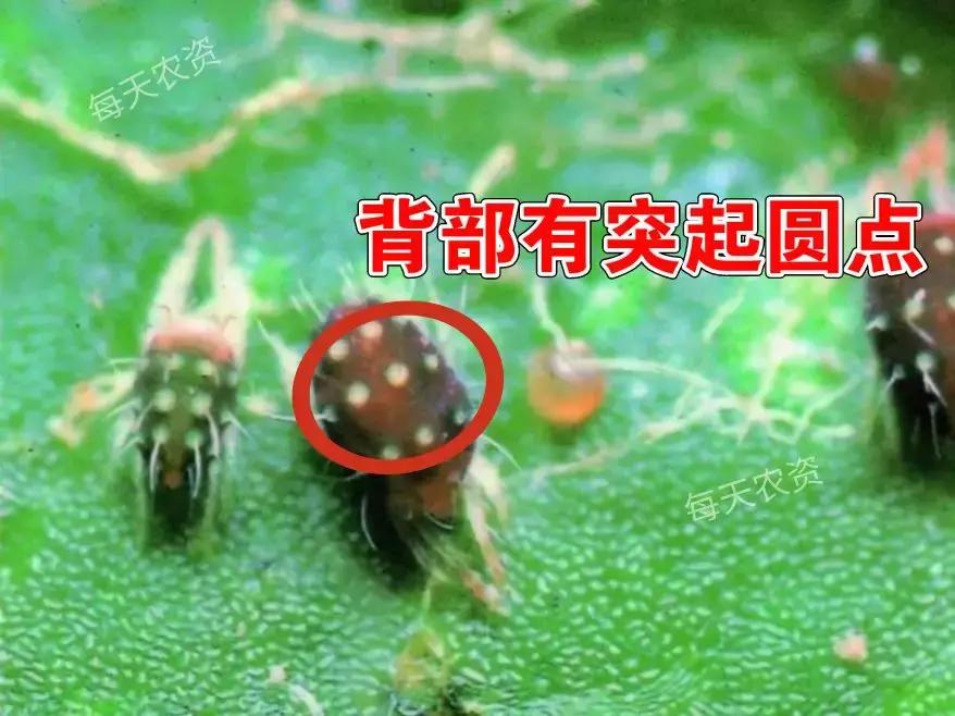 螨类害虫什么时候发生,螨类害虫有哪些特征