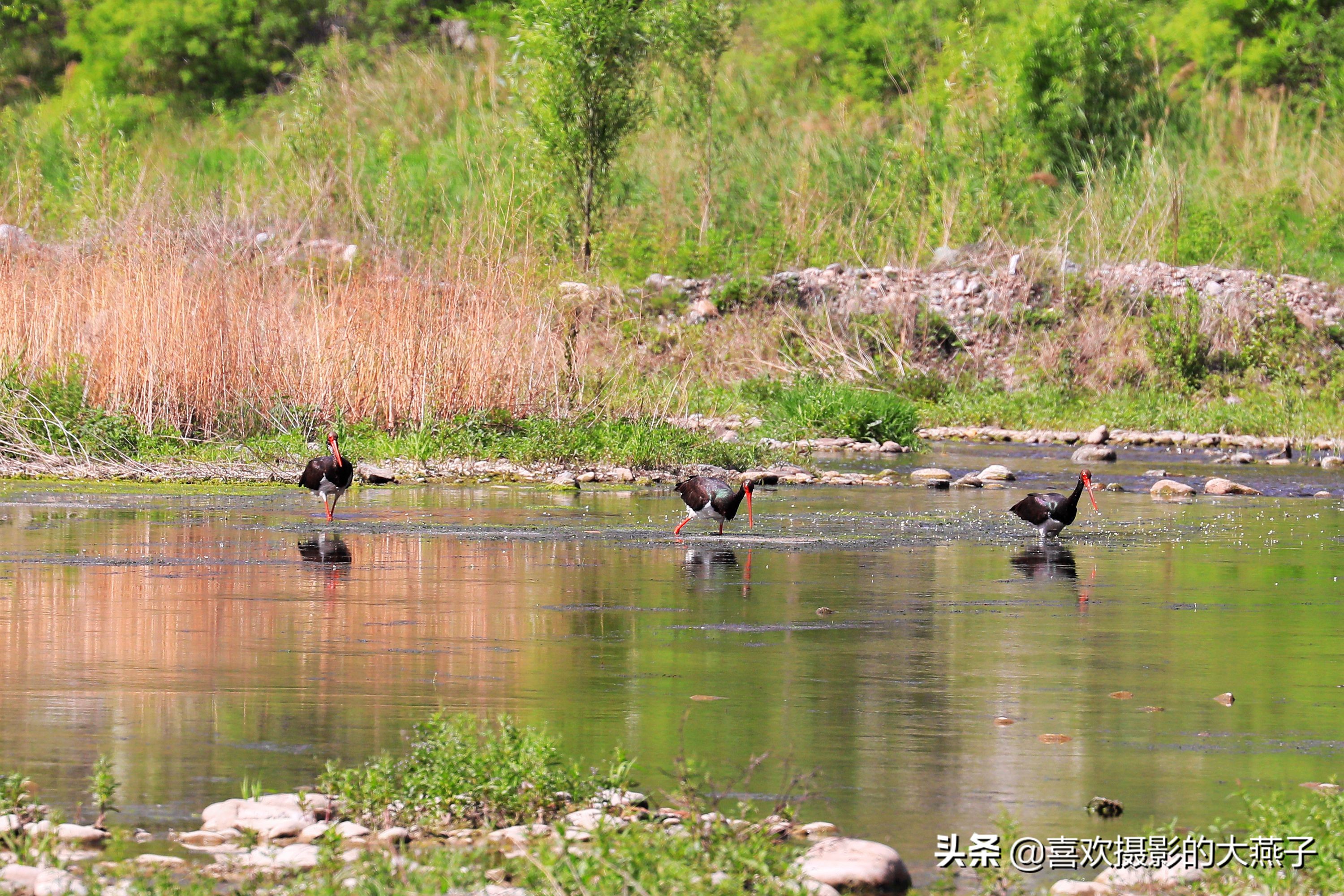 慕名前往十渡黑鹳之乡小有收获