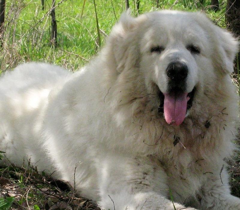 比藏獒还凶猛的犬是哪些,这几种狗狗外表威猛内心却很怂