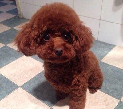 泰迪想要小一点的该怎么选,泰迪想攻击主人怎么驯服